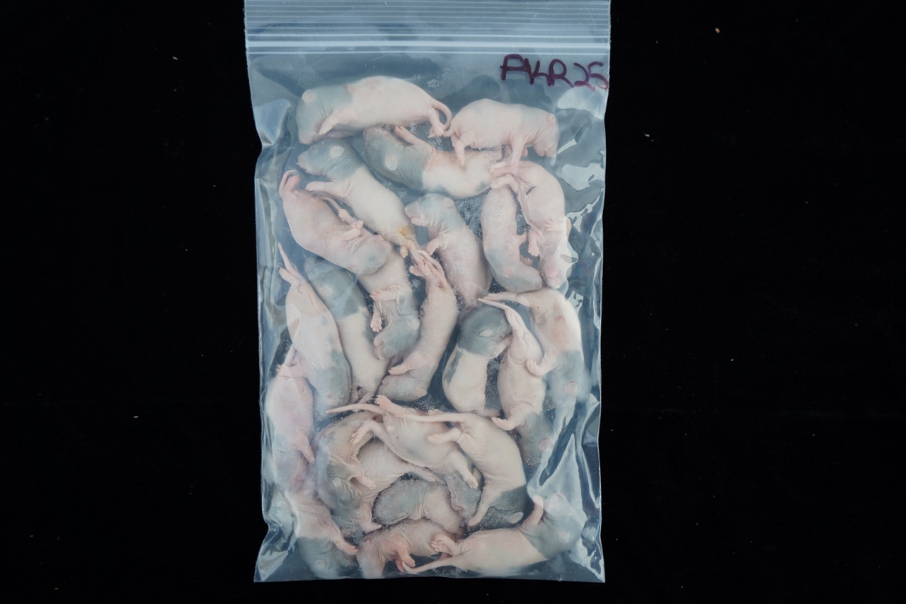 Cold Blooded Cafe Pinky Rats 25ct